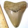 Megalodon Shark Tooth